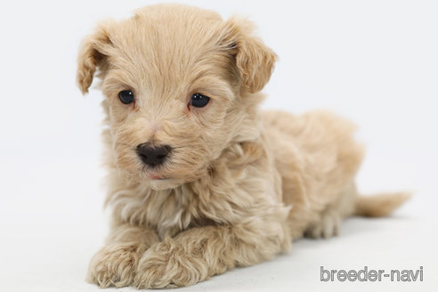 成約済の神奈川県のマルプー:マルチーズ×トイプードル-326790の1枚目